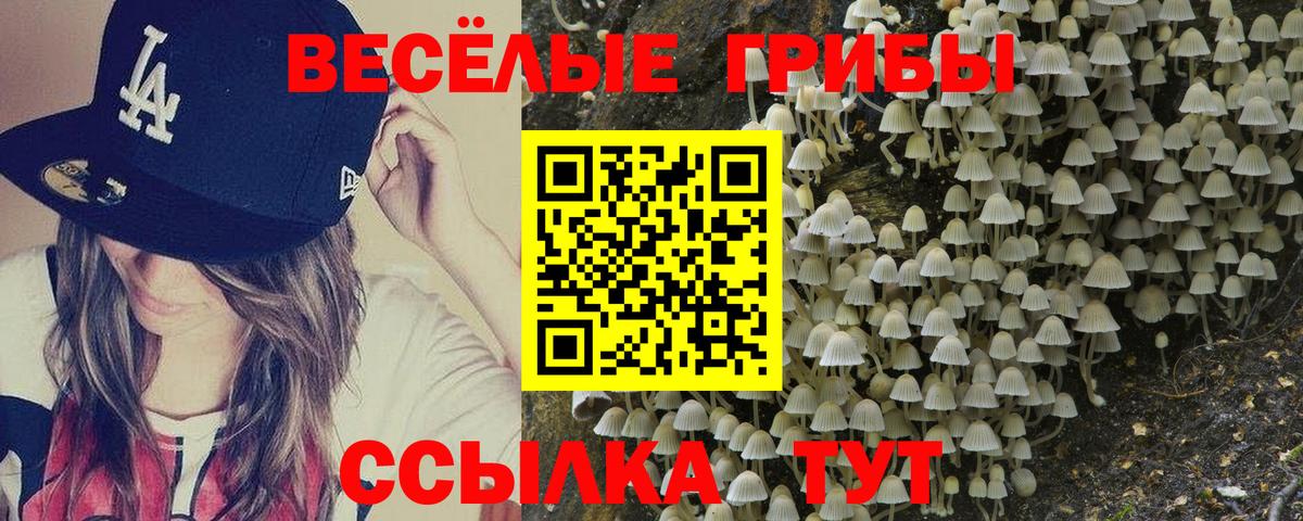 Новозыбков  Галлюциногенные грибы прущие грибы  как найти наркотики  Вход с VPN 